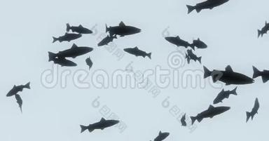 一组黑鱼游泳，3D卡通，动物剪影。